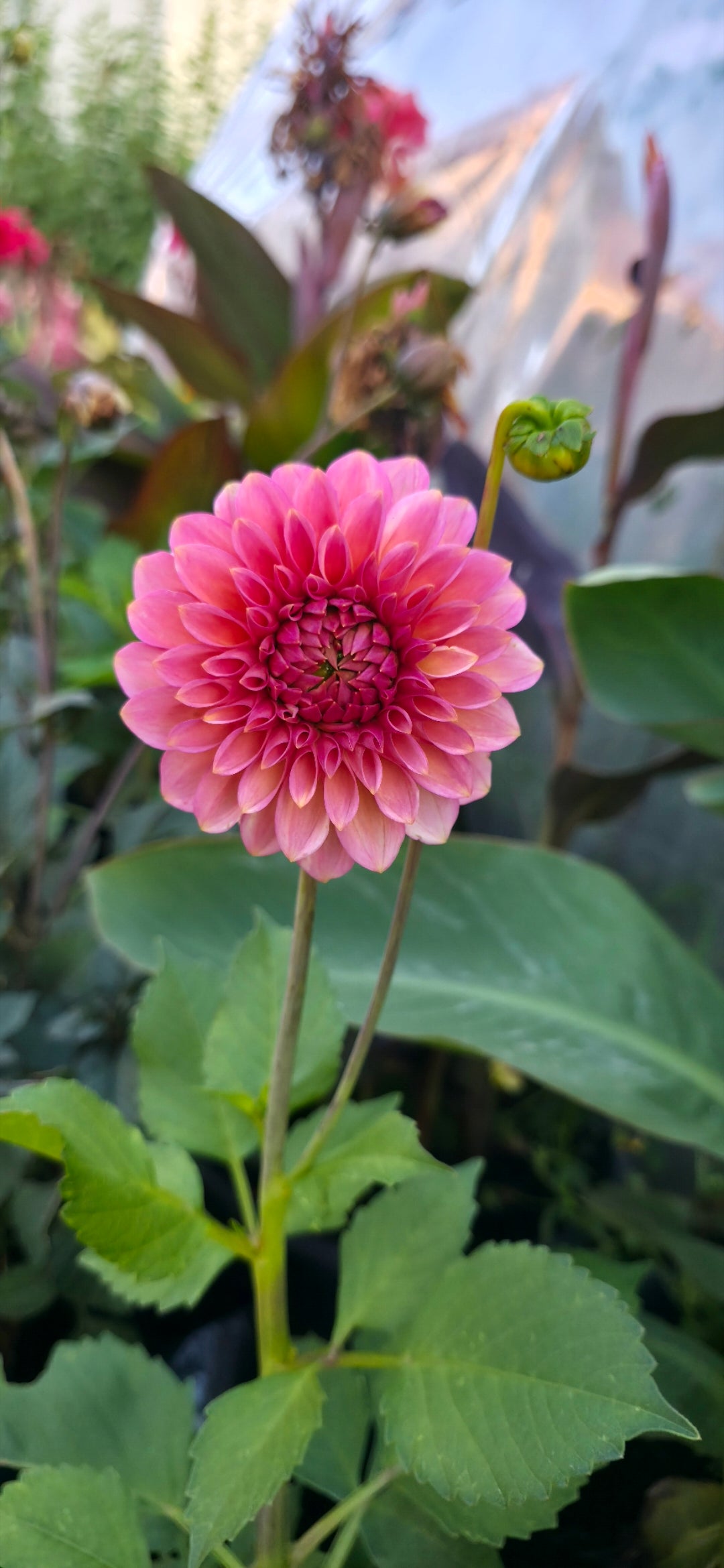 Dahlia '20th Ave Pink Cloud' - rooted cutting