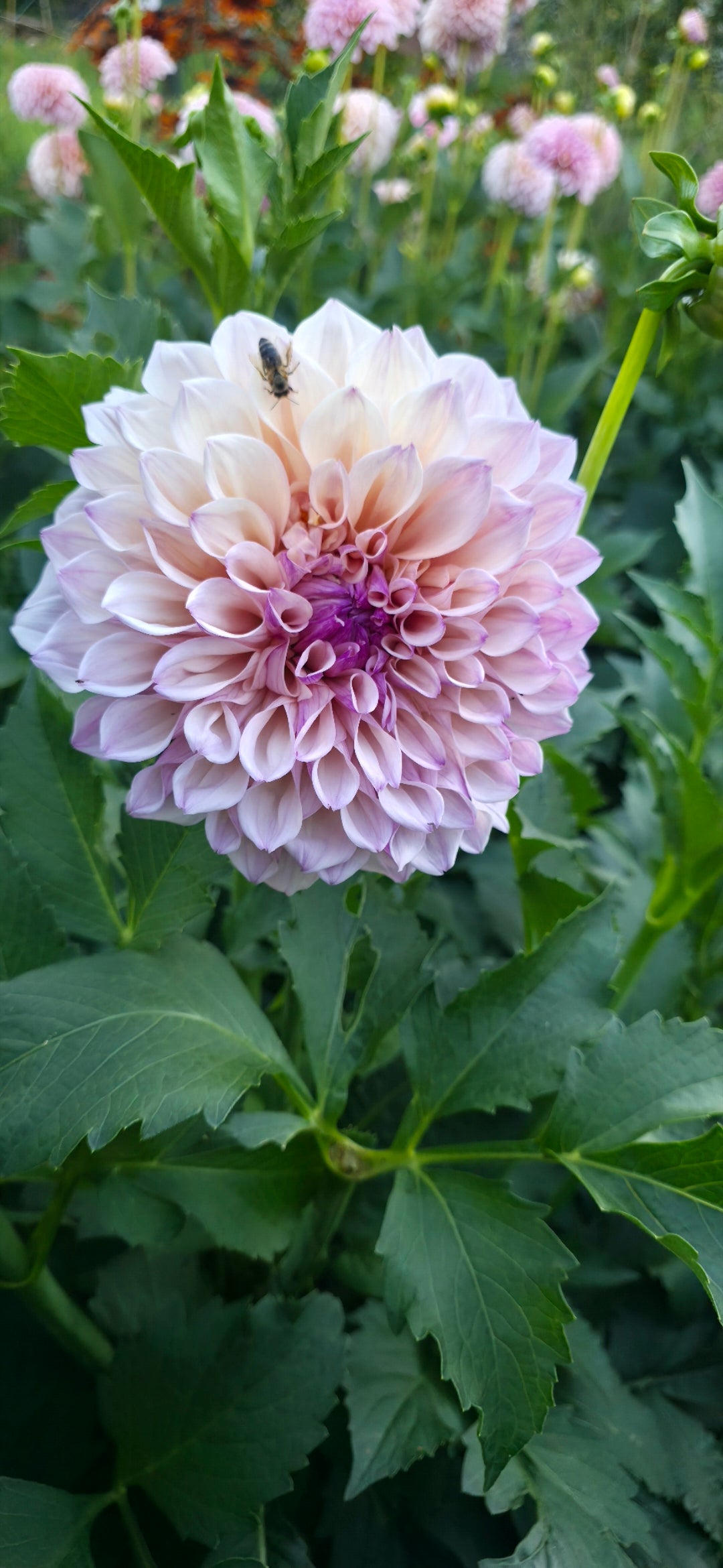 Dahlia 'KA’s® Pearl' - rooted cutting