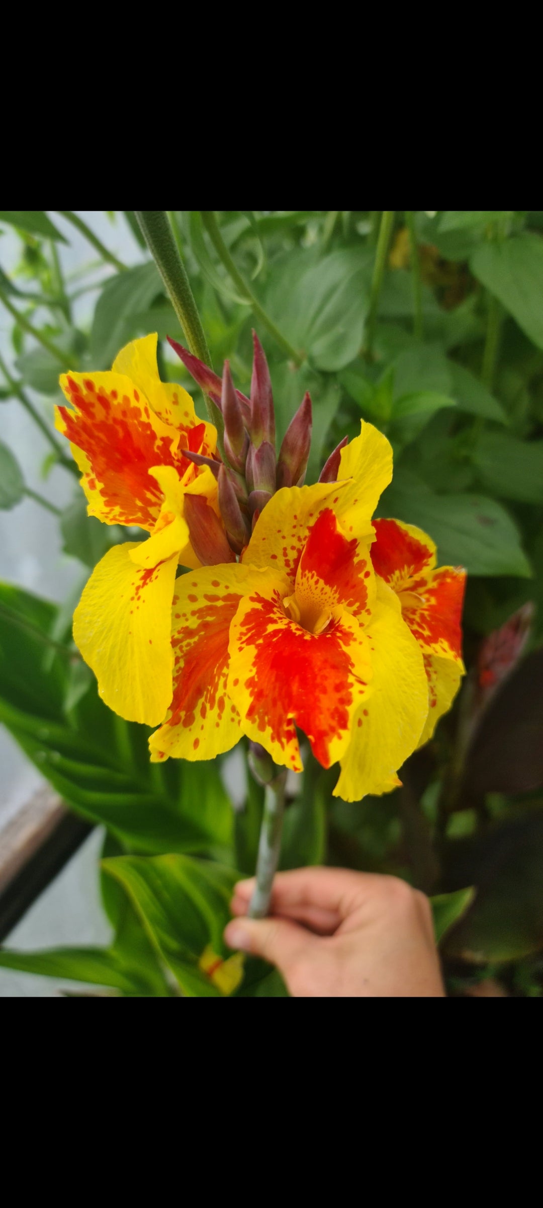 Canna 'Sri-Menanti'