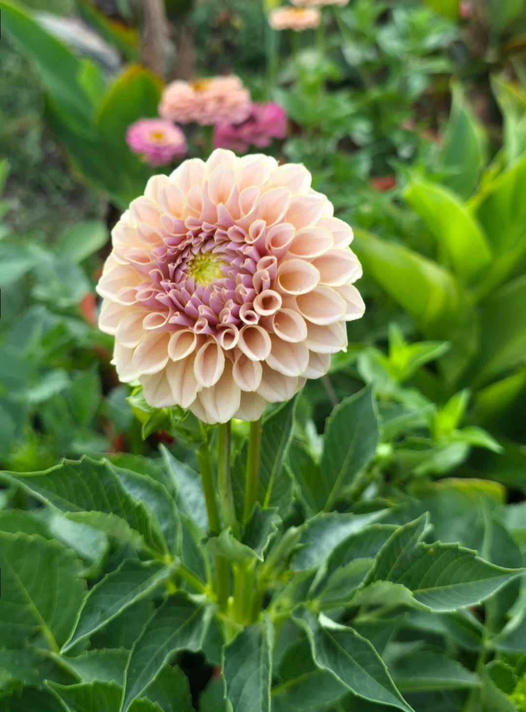 Dahlia 'KA’s® Cinder Rose' - rooted cutting