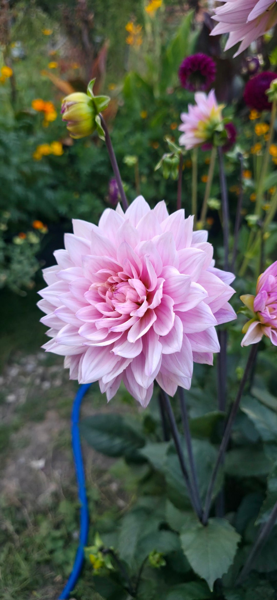 Dahlia 'Karma Prospero' - tuber