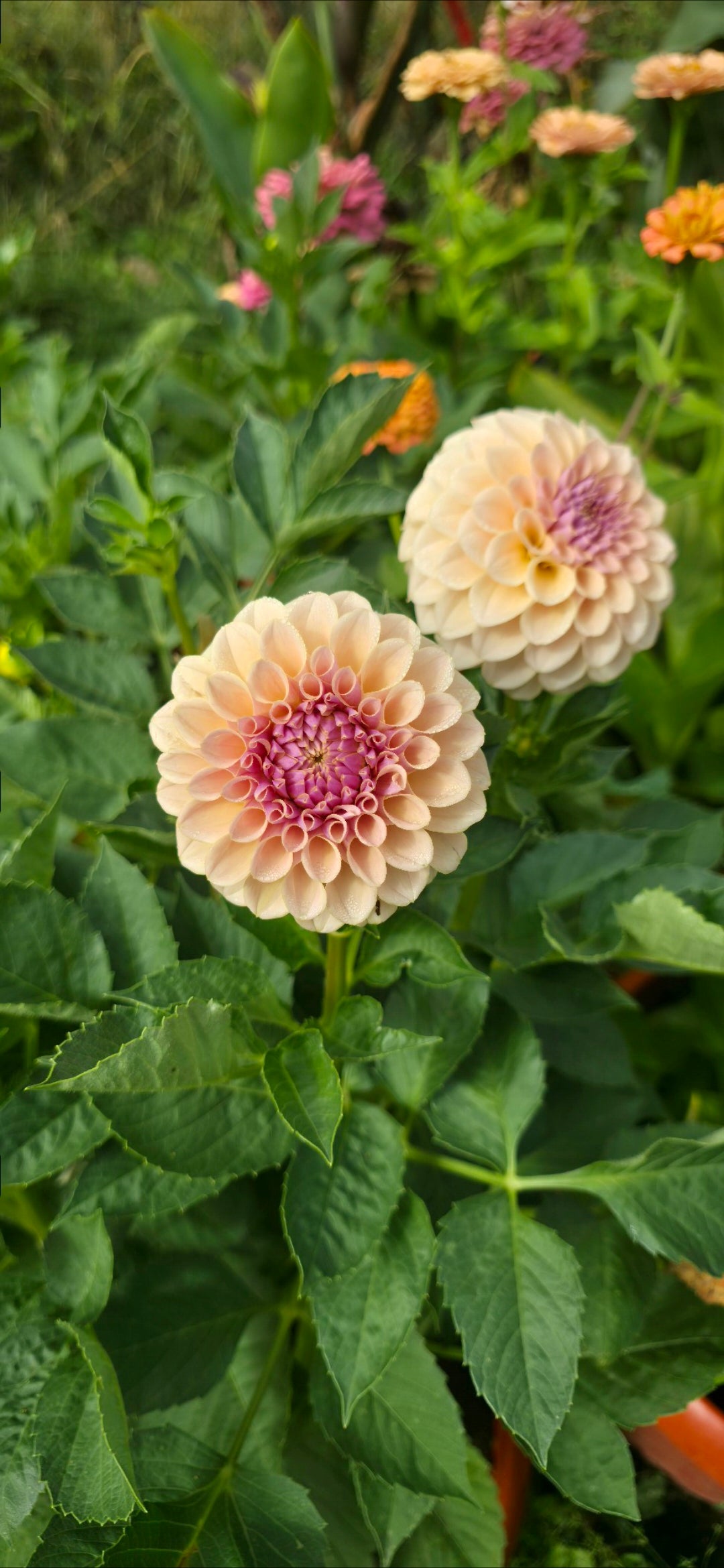 Dahlia 'KA’s® Cinder Rose' - rooted cutting