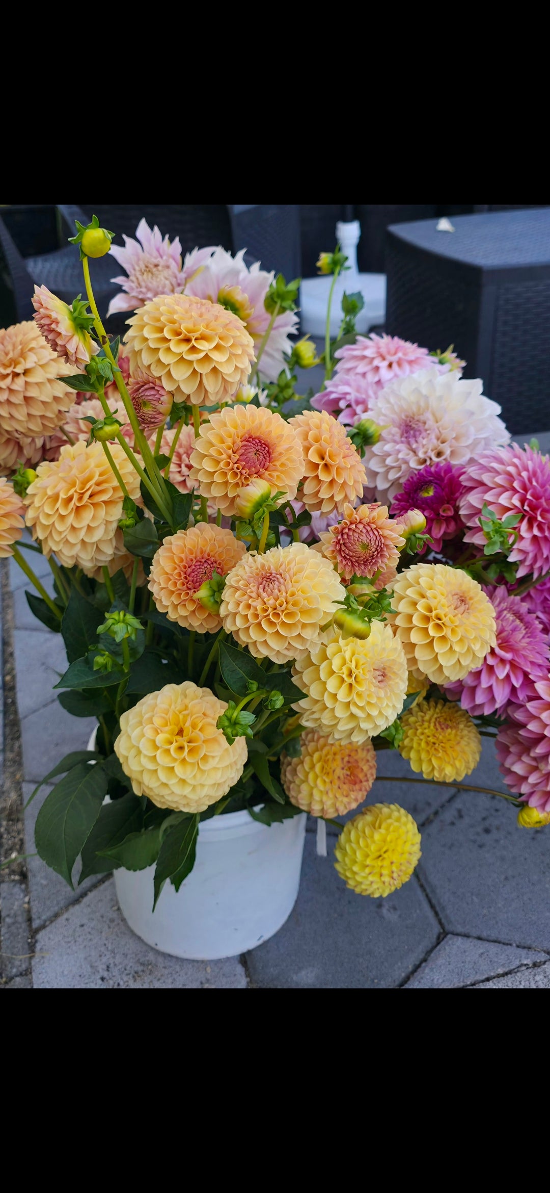 Dahlia 'KA’s® Daybreak' - rooted cuttings