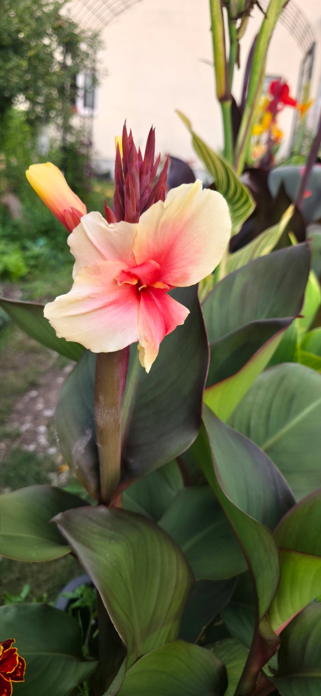 Canna 'Zo-Ja'