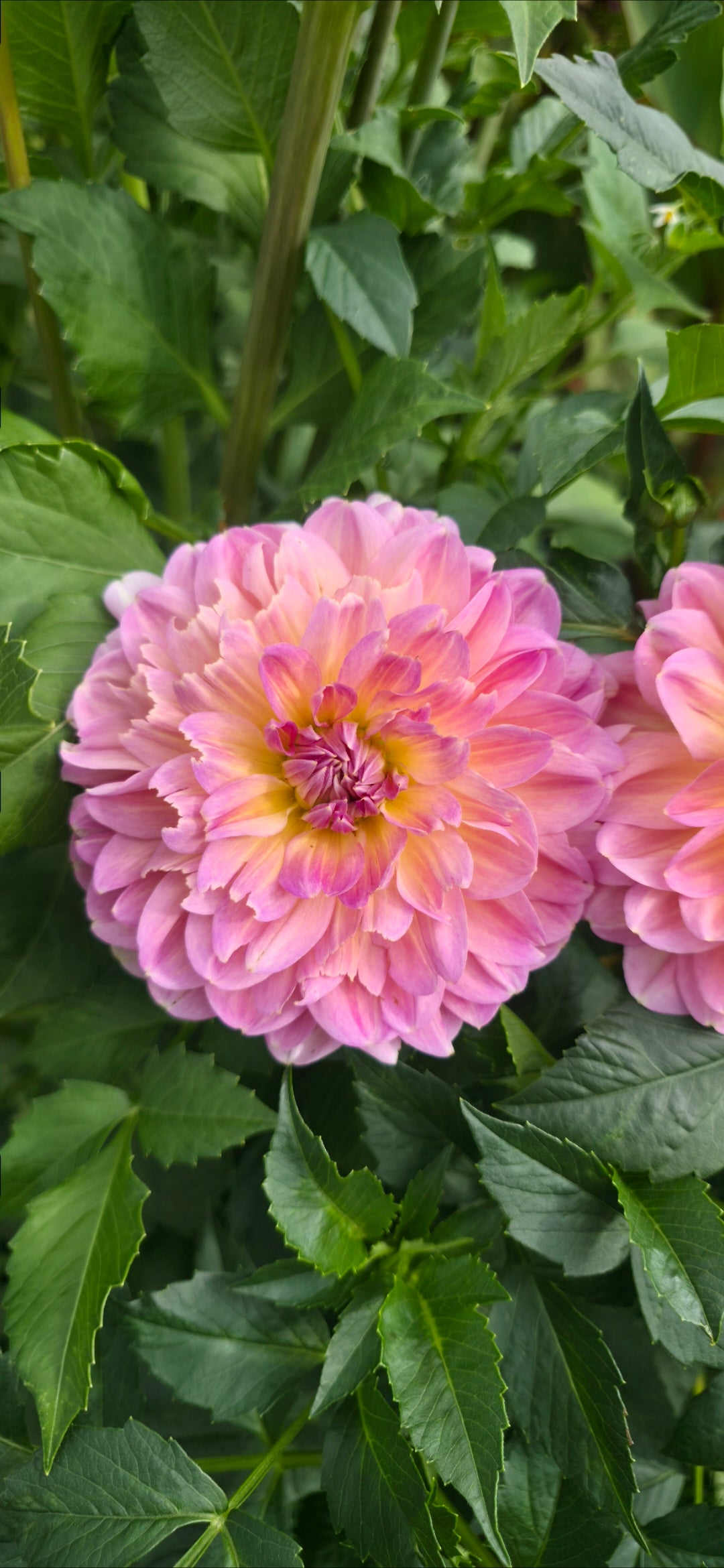Dahlia 'Hapet Old Charm' - rooted cutting