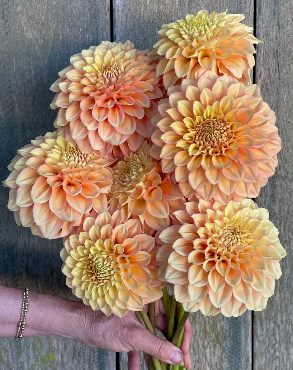 Dahlia 'KA’s® Aloha' - rooted cutting
