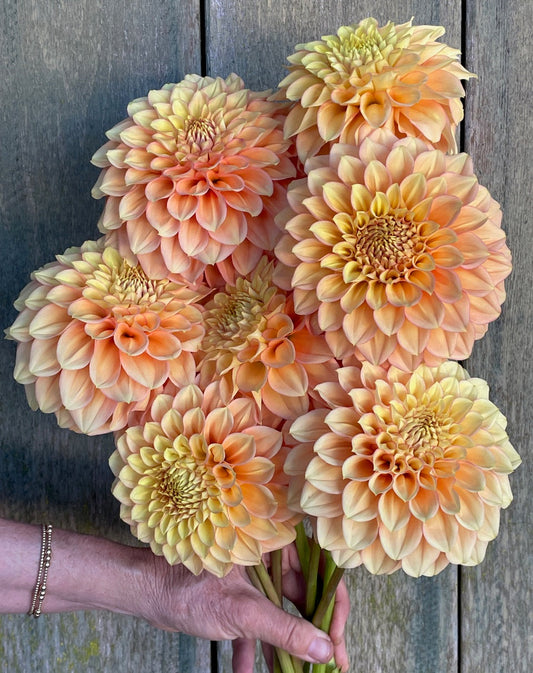 Dahlia 'KA’s® Aloha' - rooted cutting