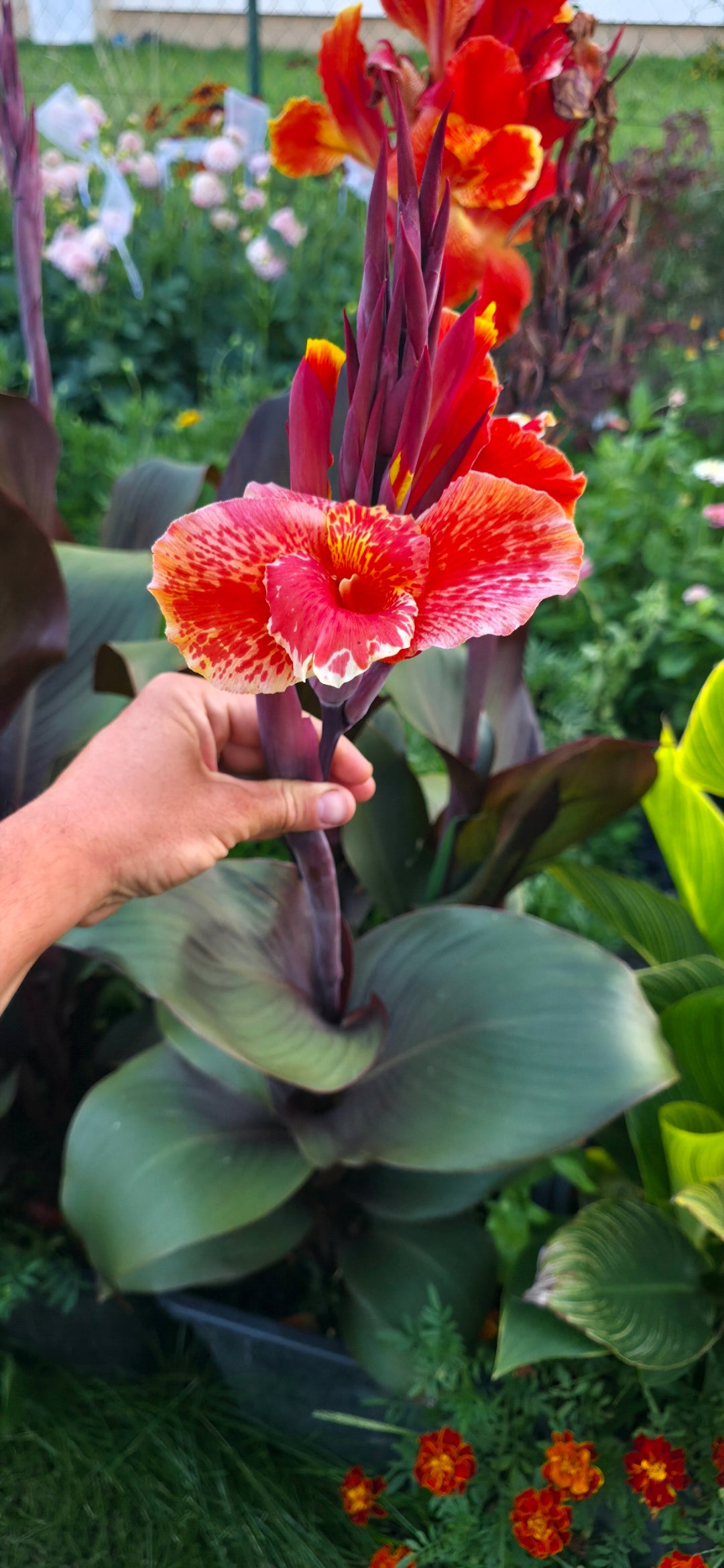 Canna 'Cardinal'