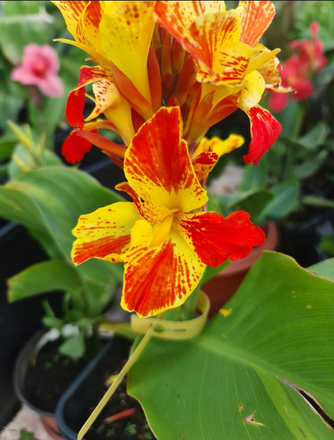 Canna 'Sassy Sandy'