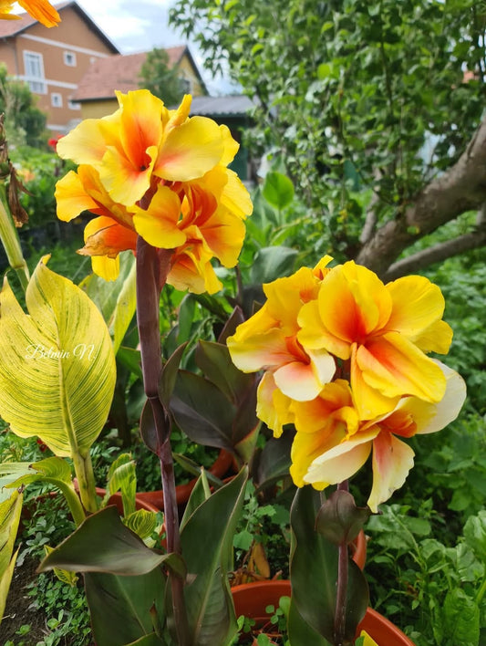 Canna 'Alice'
