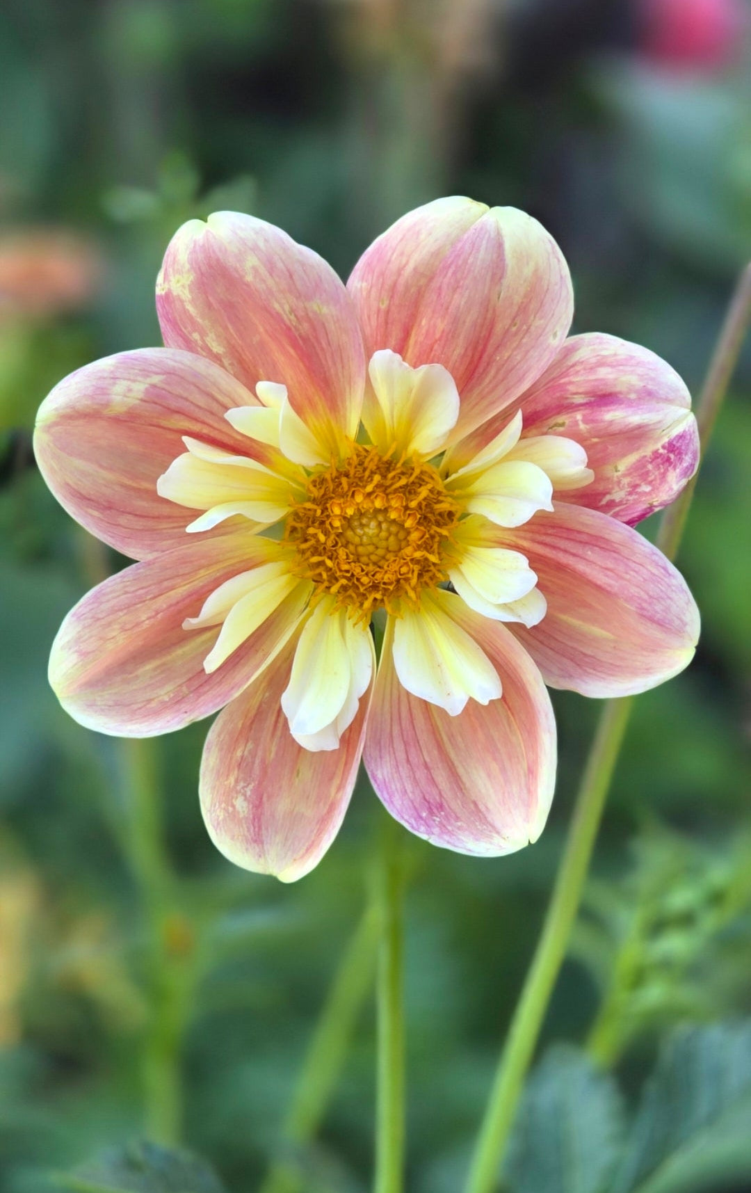 Dahlia collarette 'April Heather' - rooted cutting