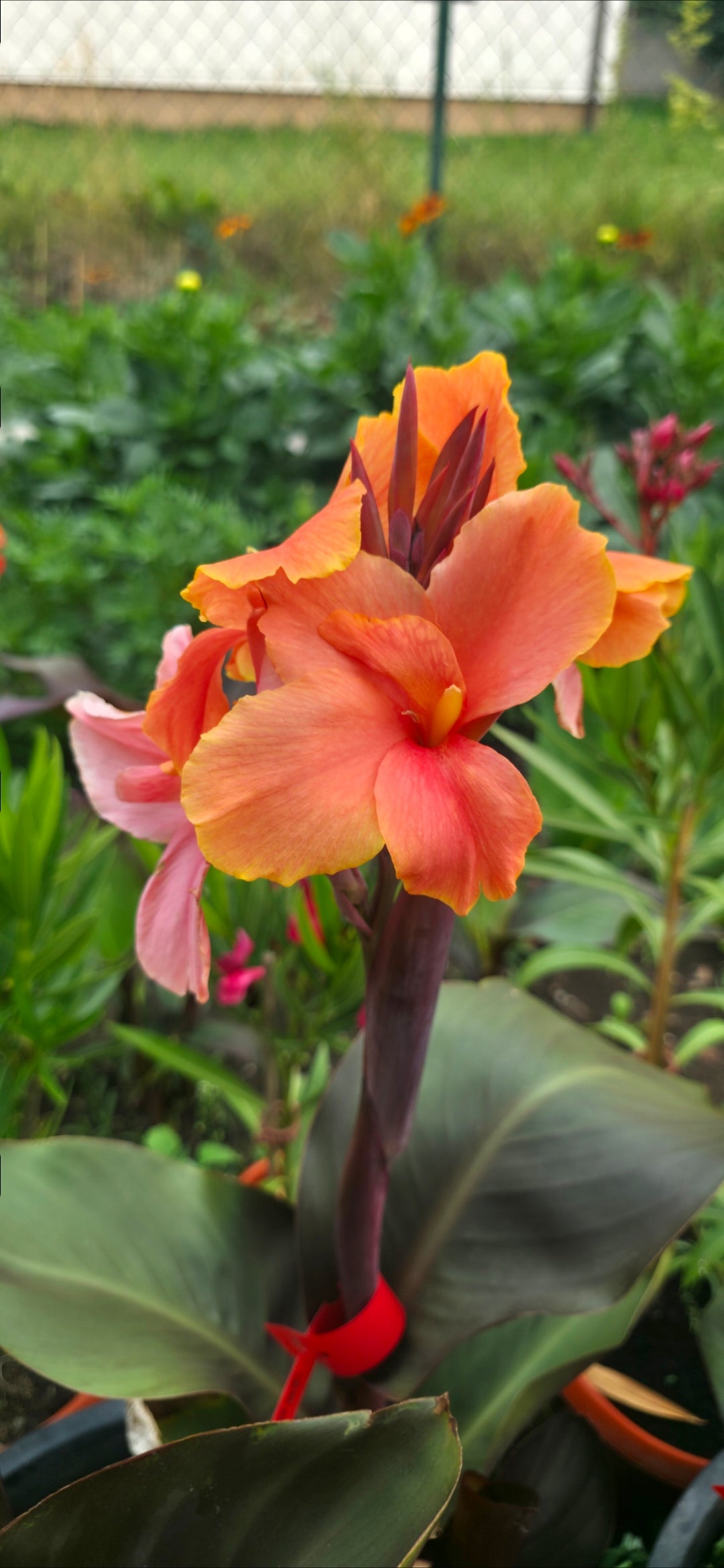 Canna 'Zoya'