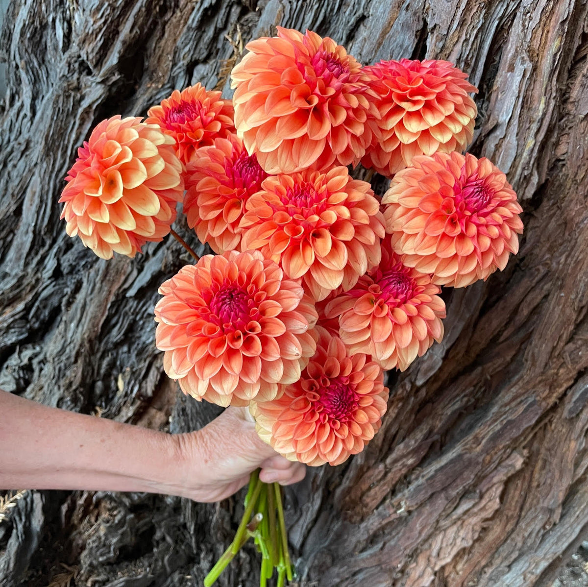 Dahlia 'KA’s® Blood Orange' - rooted cutting