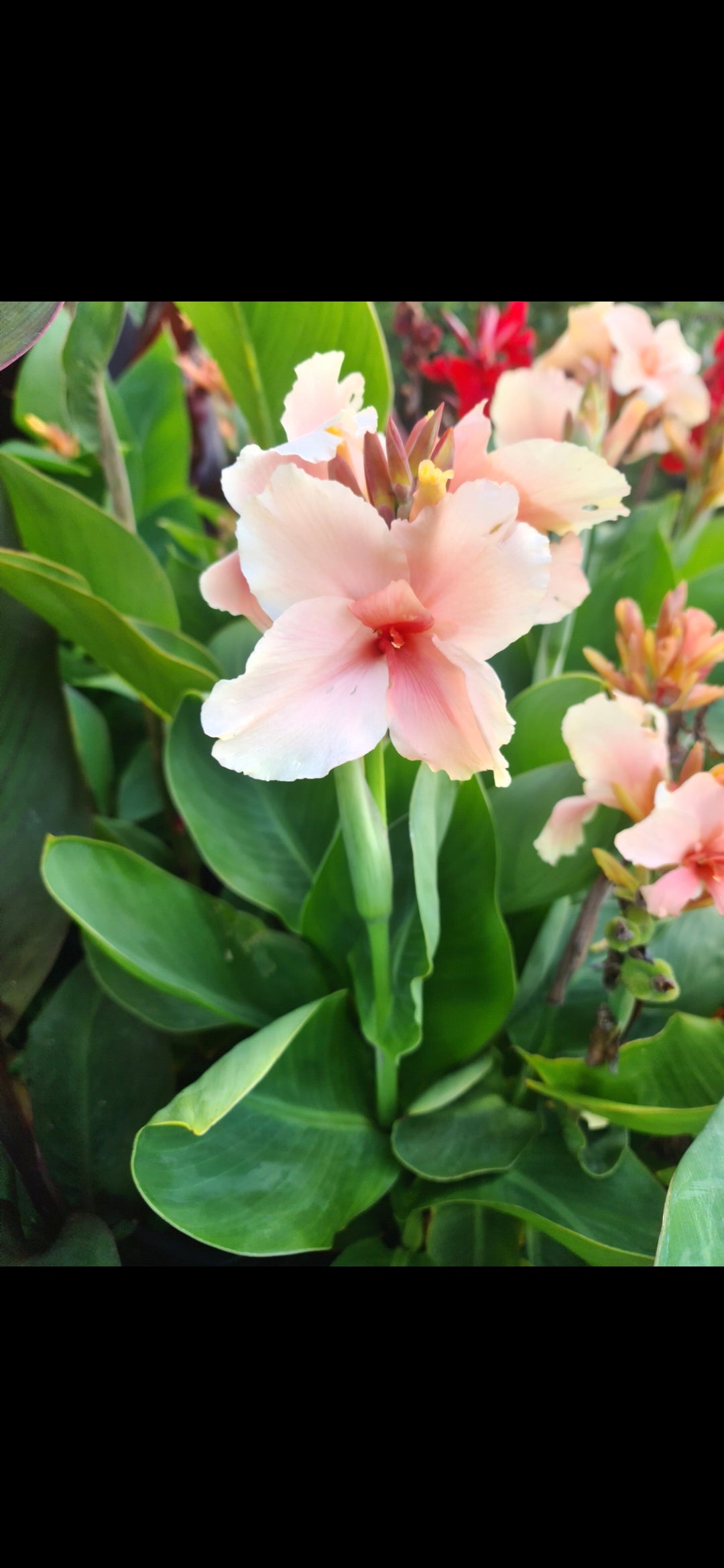 Canna 'Bride'