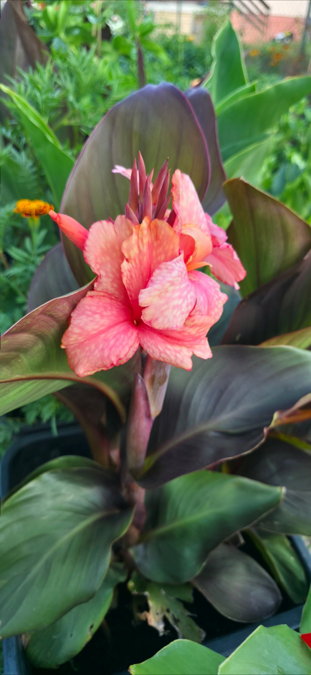 Canna 'Chopin'