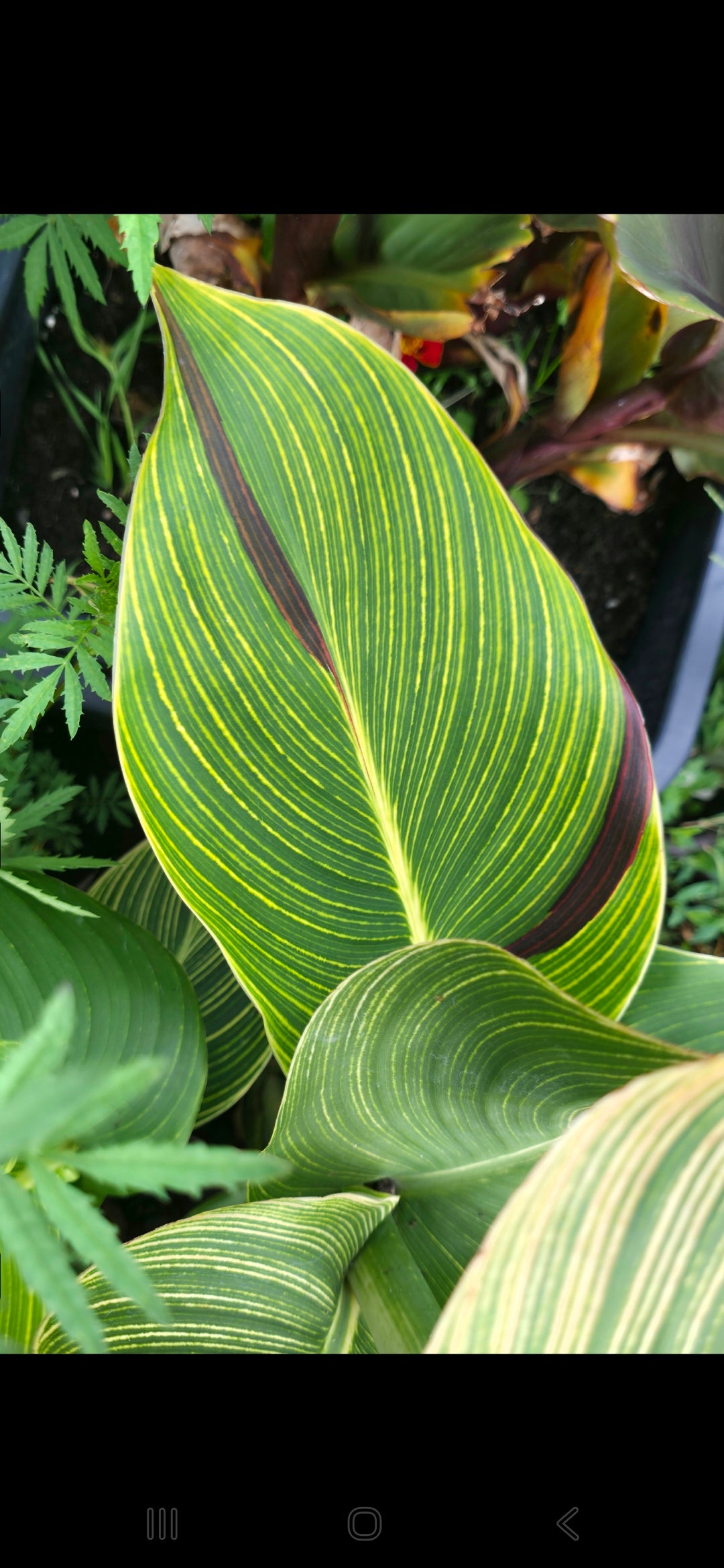 Canna 'Cleopatra tiger'