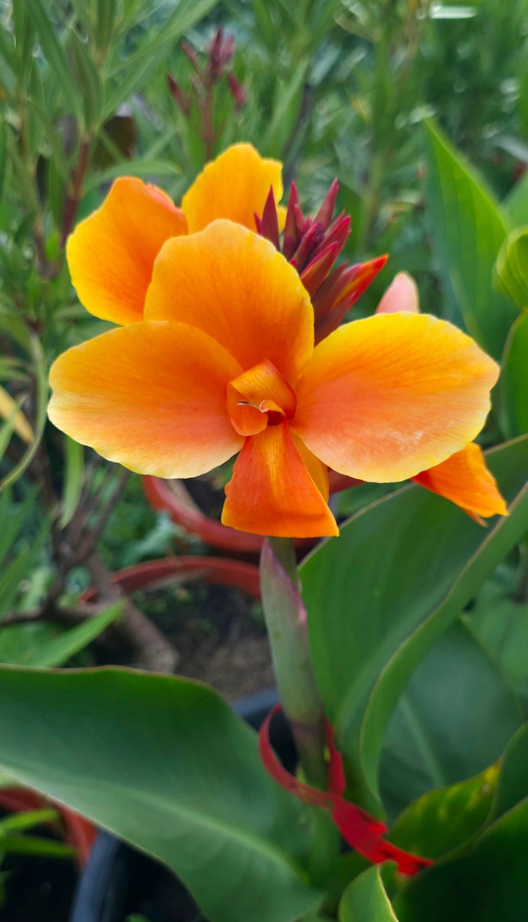 Canna 'Amber'