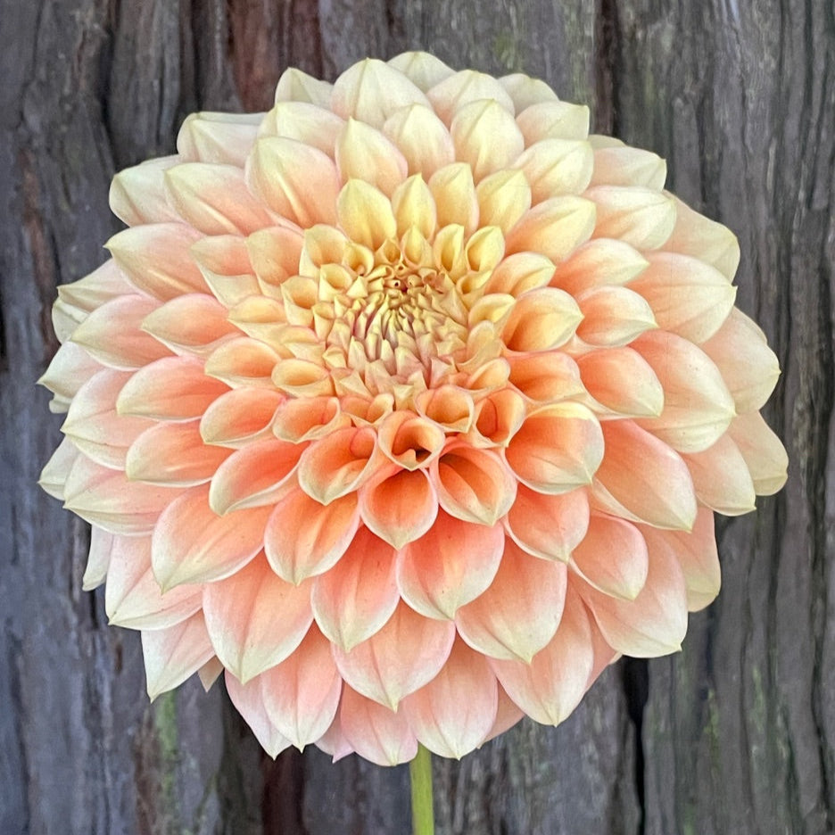 Dahlia 'KA’s® Aloha' - rooted cutting