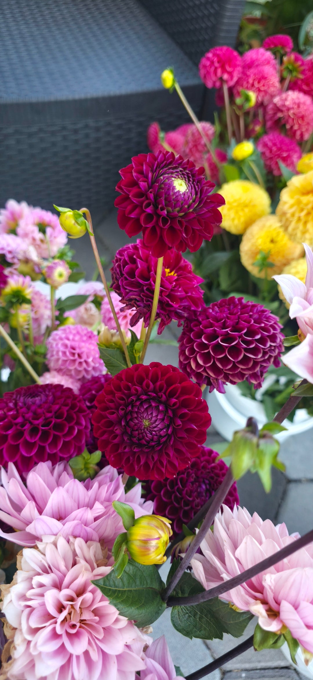 Dahlia 'Ivanetti' - tuber