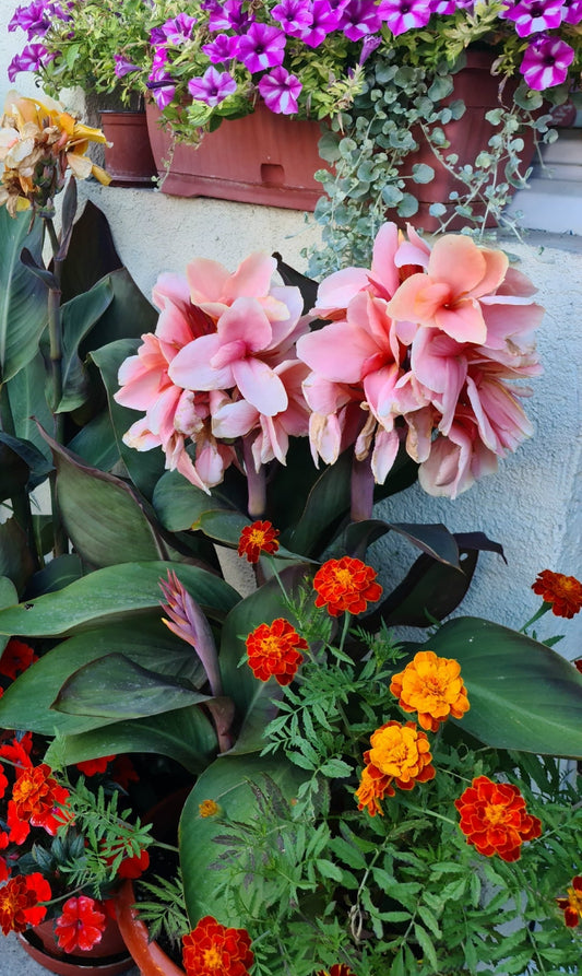 Canna 'Lady Hanna'