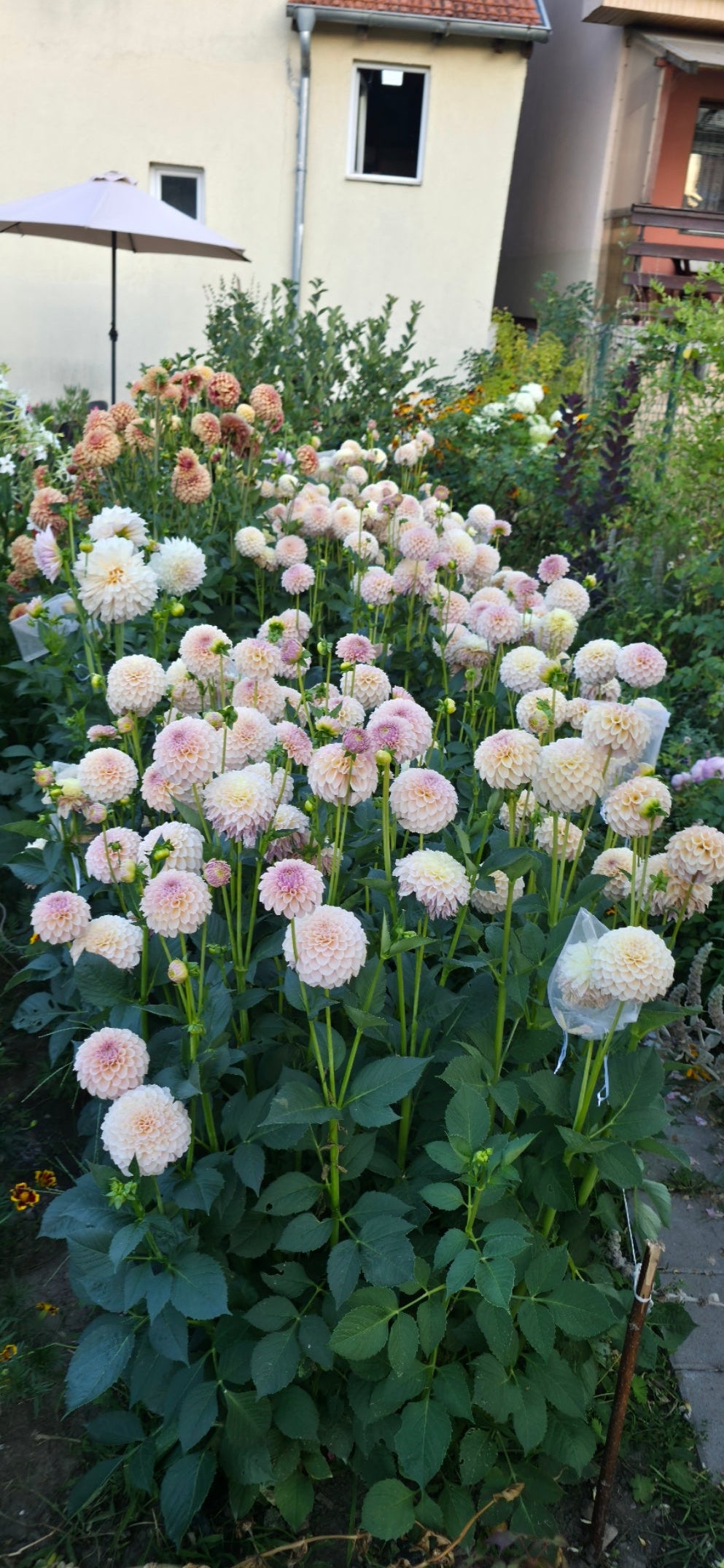 Dahlia 'KA’s® Cinder Rose' - rooted cutting