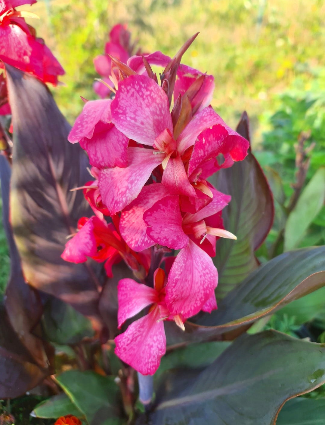 Canna 'Con Amore'