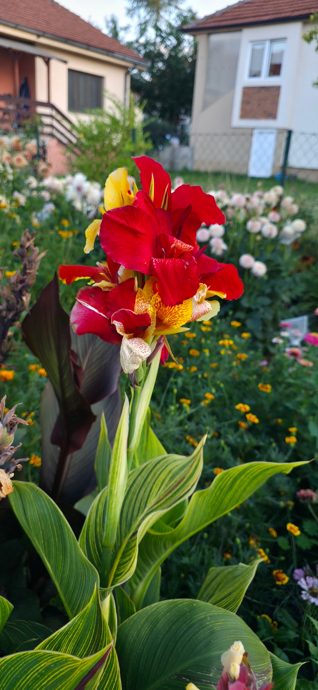 Canna 'Cleopatra tiger'