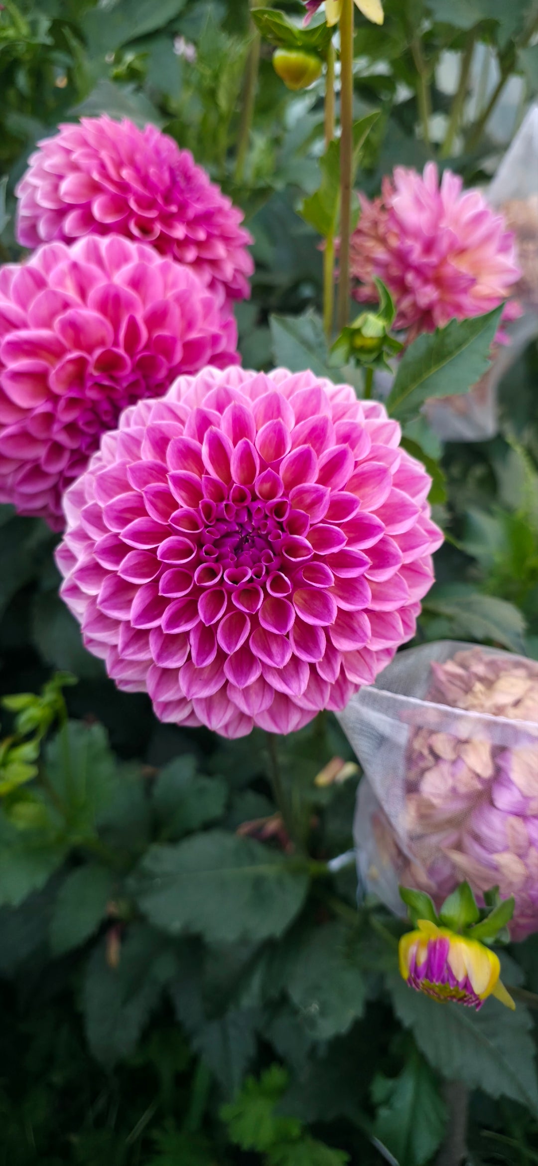 Dahlia 'RM Berry Kiss' - rooted cutting