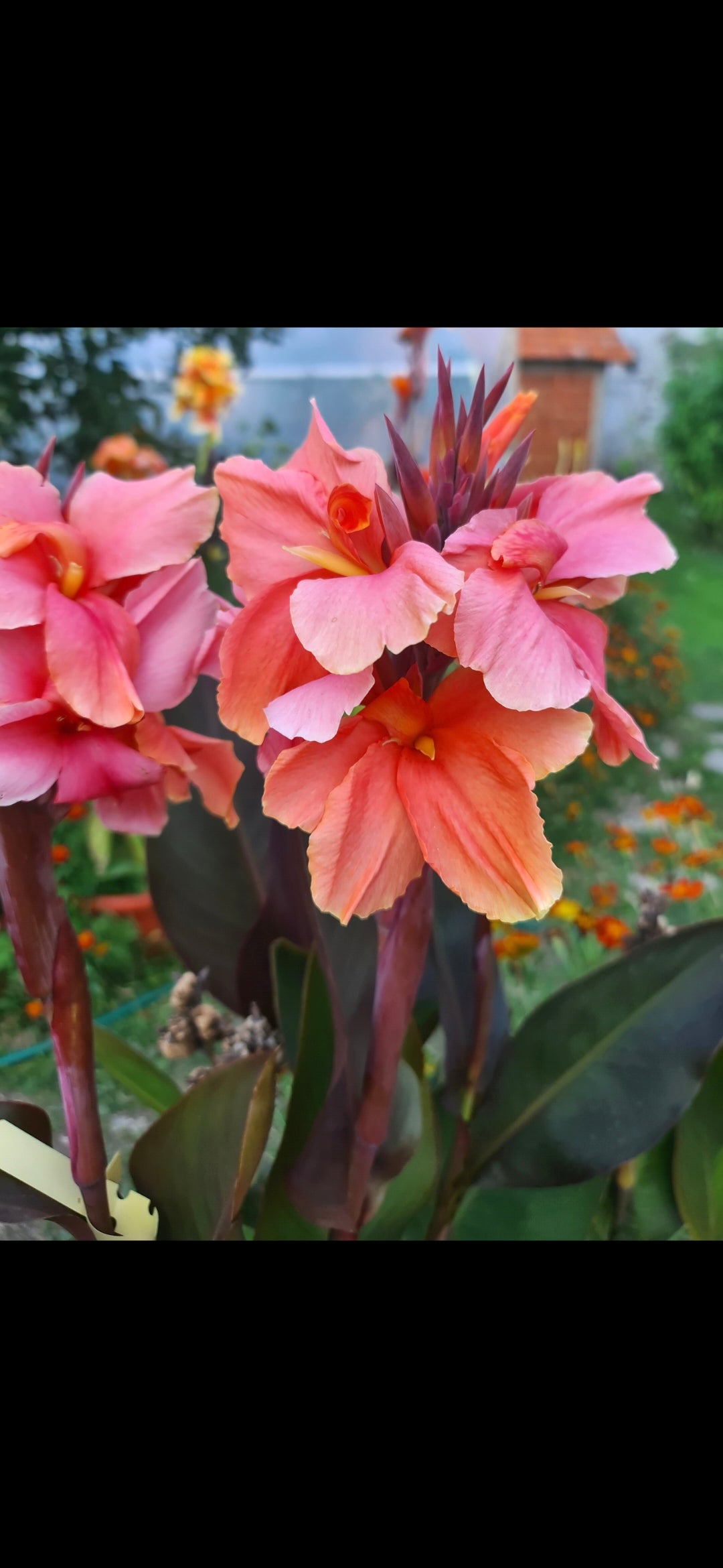 Canna 'Zoya'