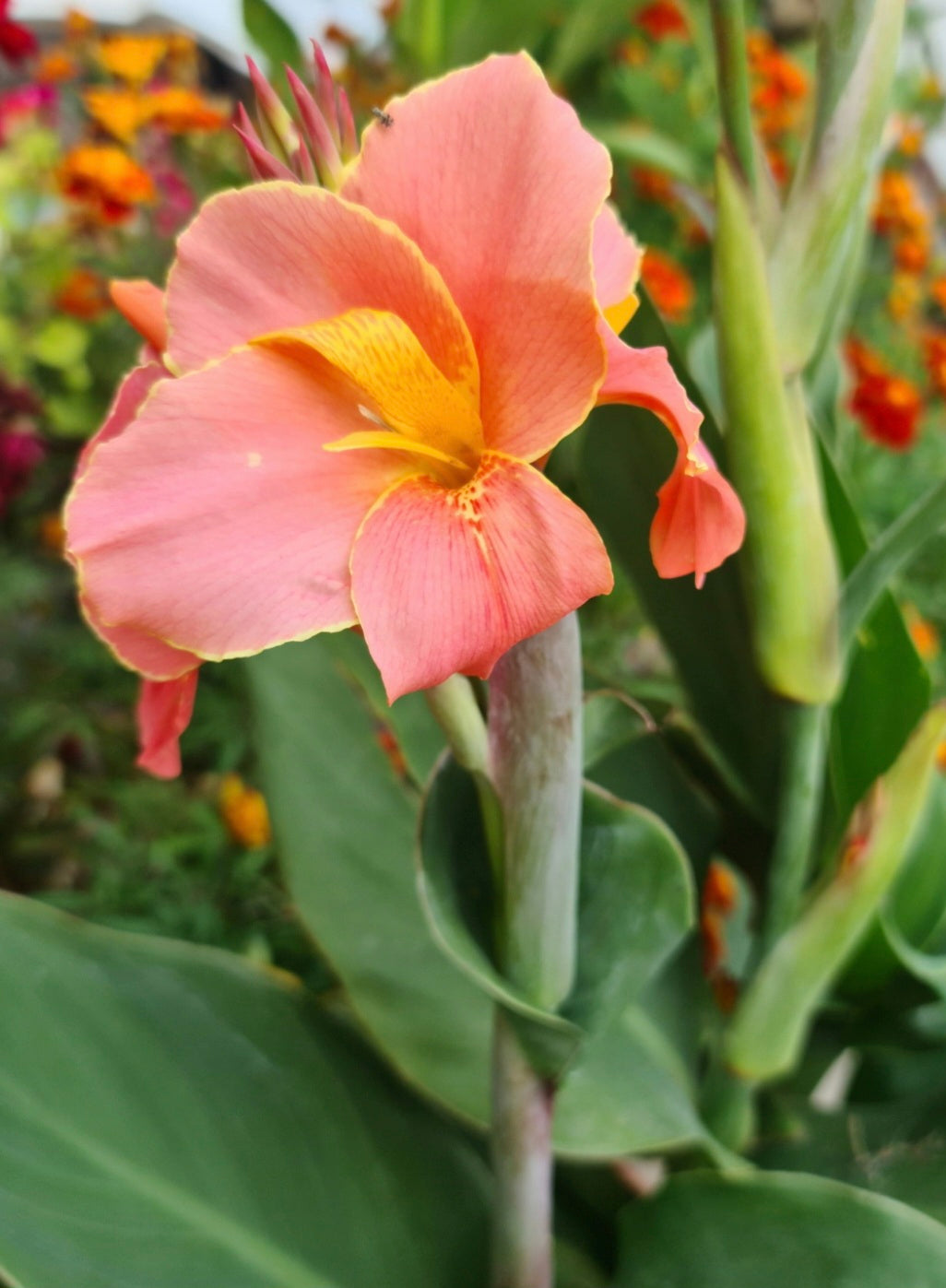 Canna 'Corsica'
