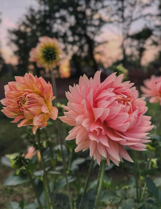 Dahlia 'L Hazy' - rooted cutting