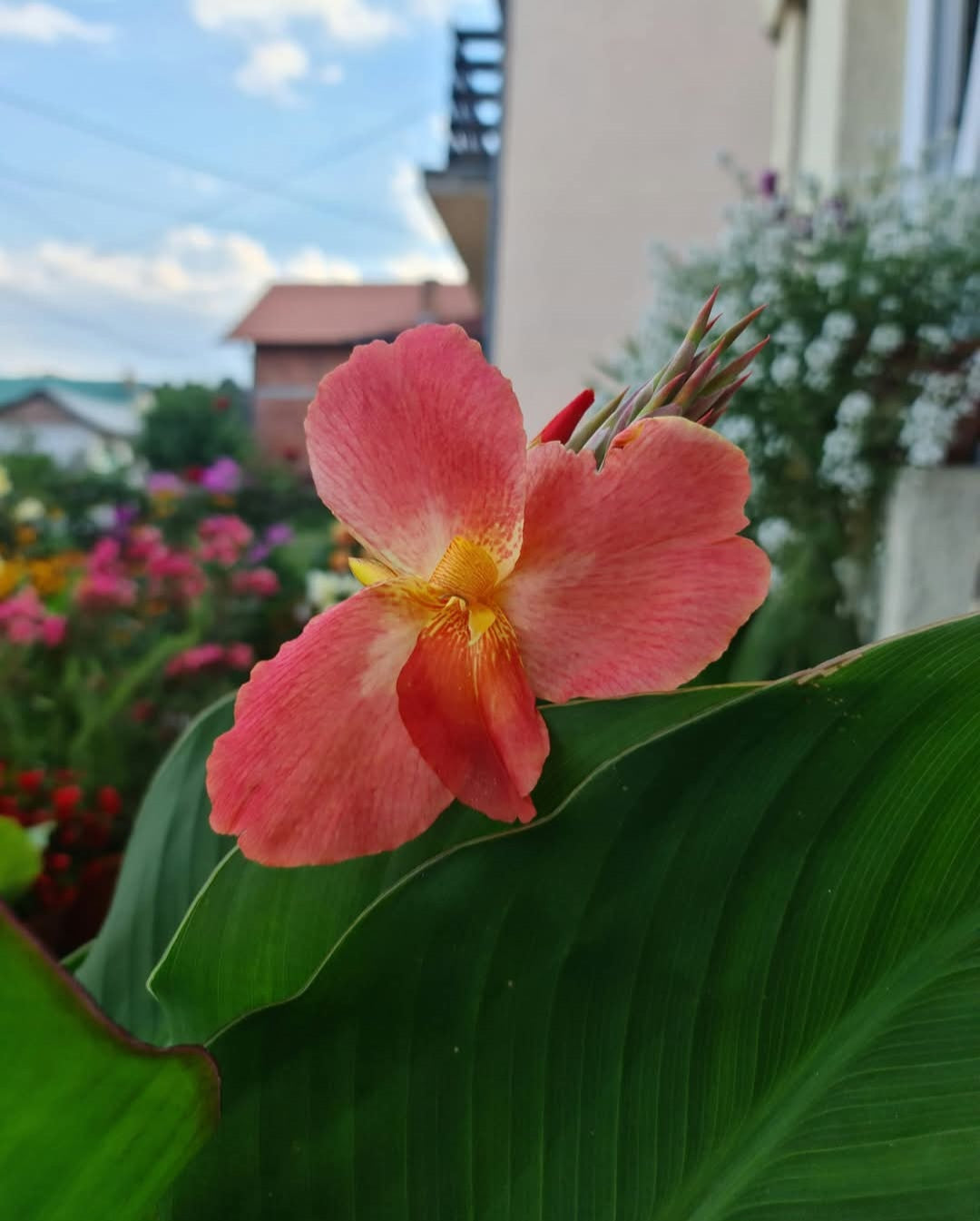 Canna 'Peaches n' Cream'