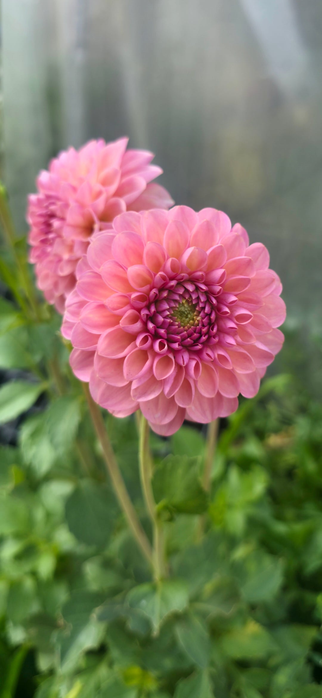 Dahlia 'Hamari Rose' - rooted cutting