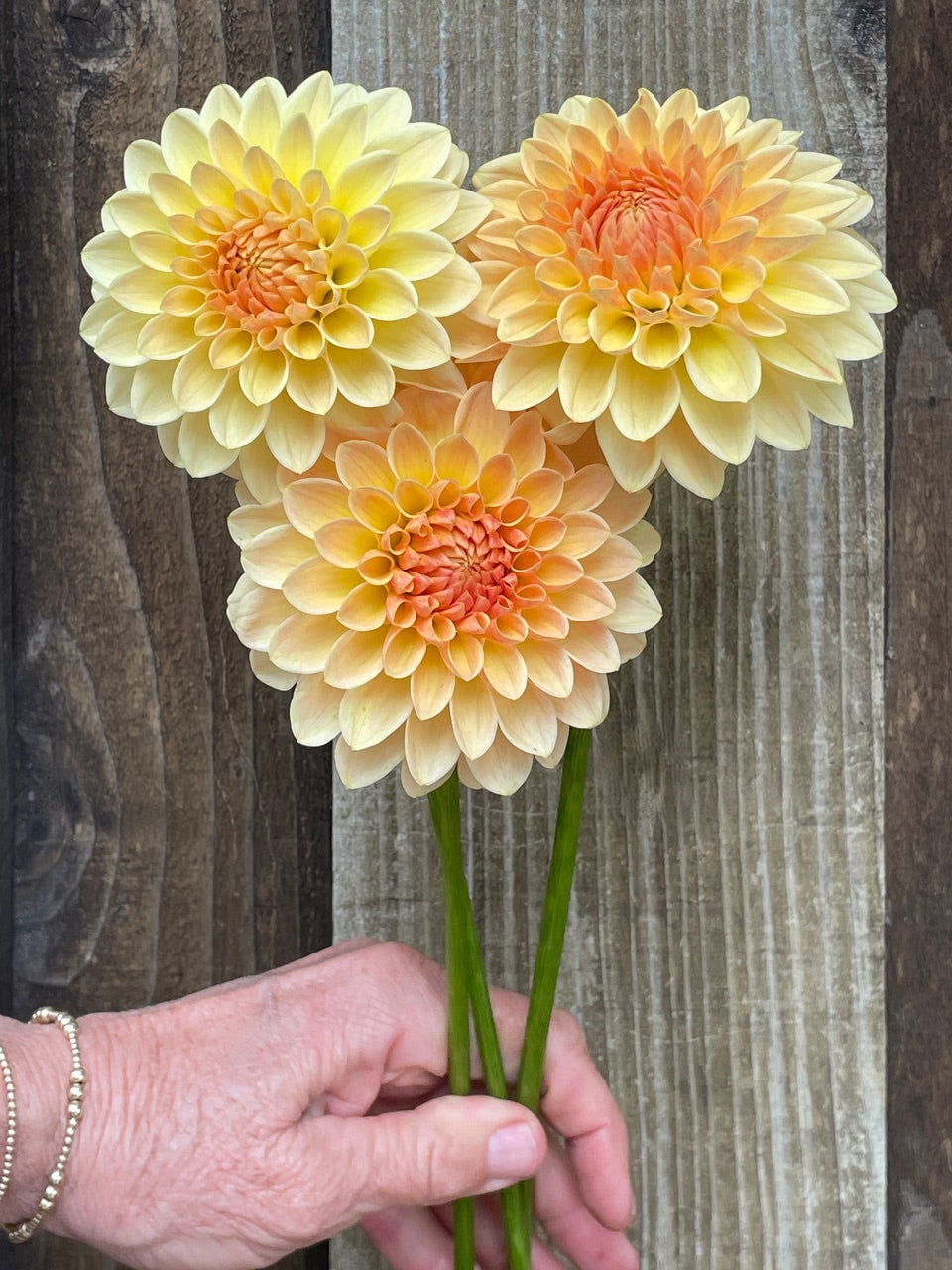 Dahlia 'KA’s® Apricot Kiss' - rooted cutting