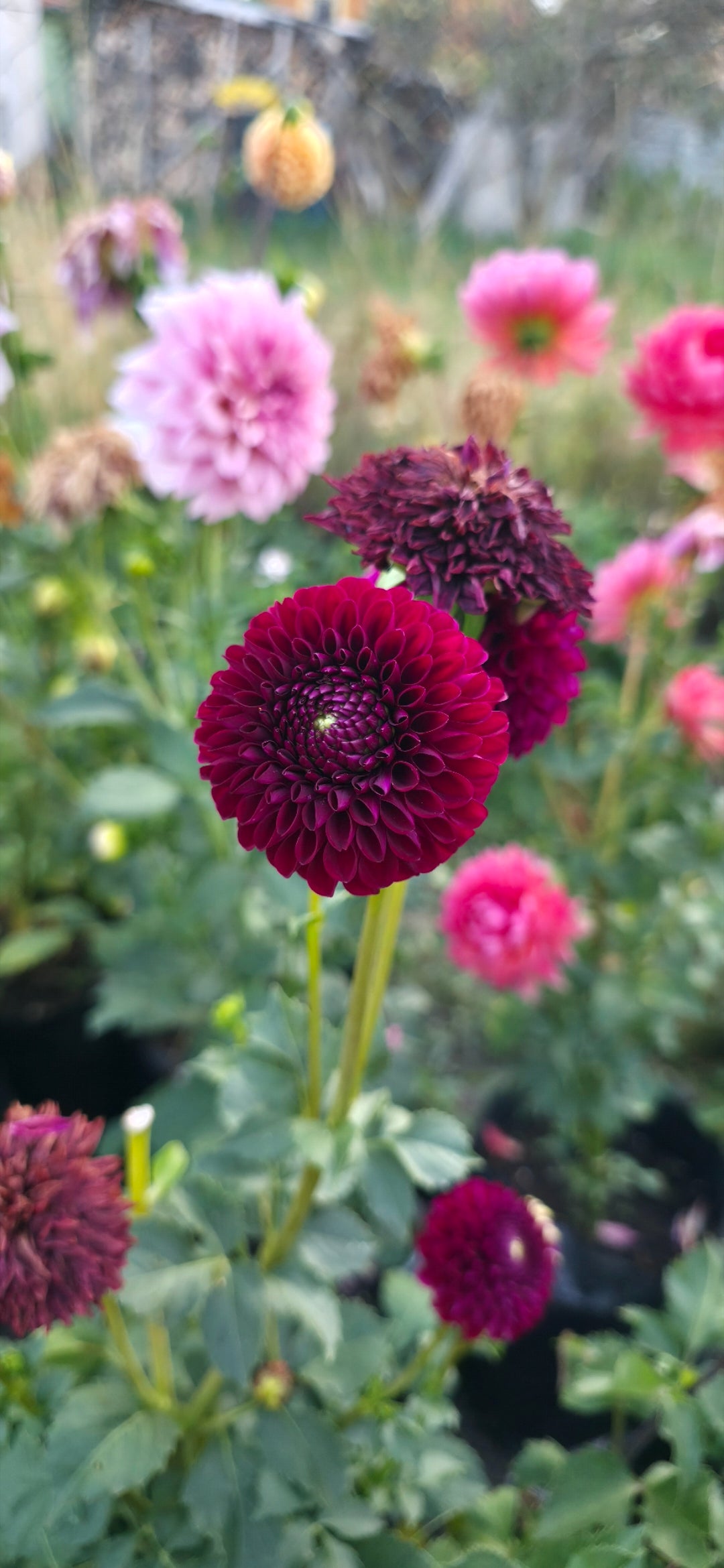 Dahlia 'Skipley Snoho Bill' - rooted cutting