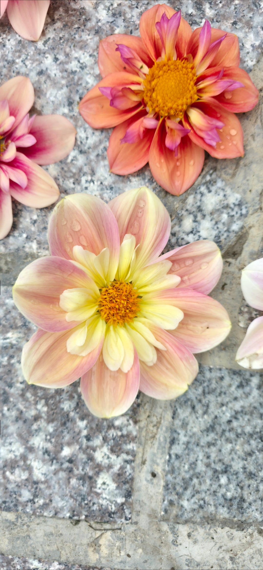 Dahlia collarette 'April Heather' - rooted cutting