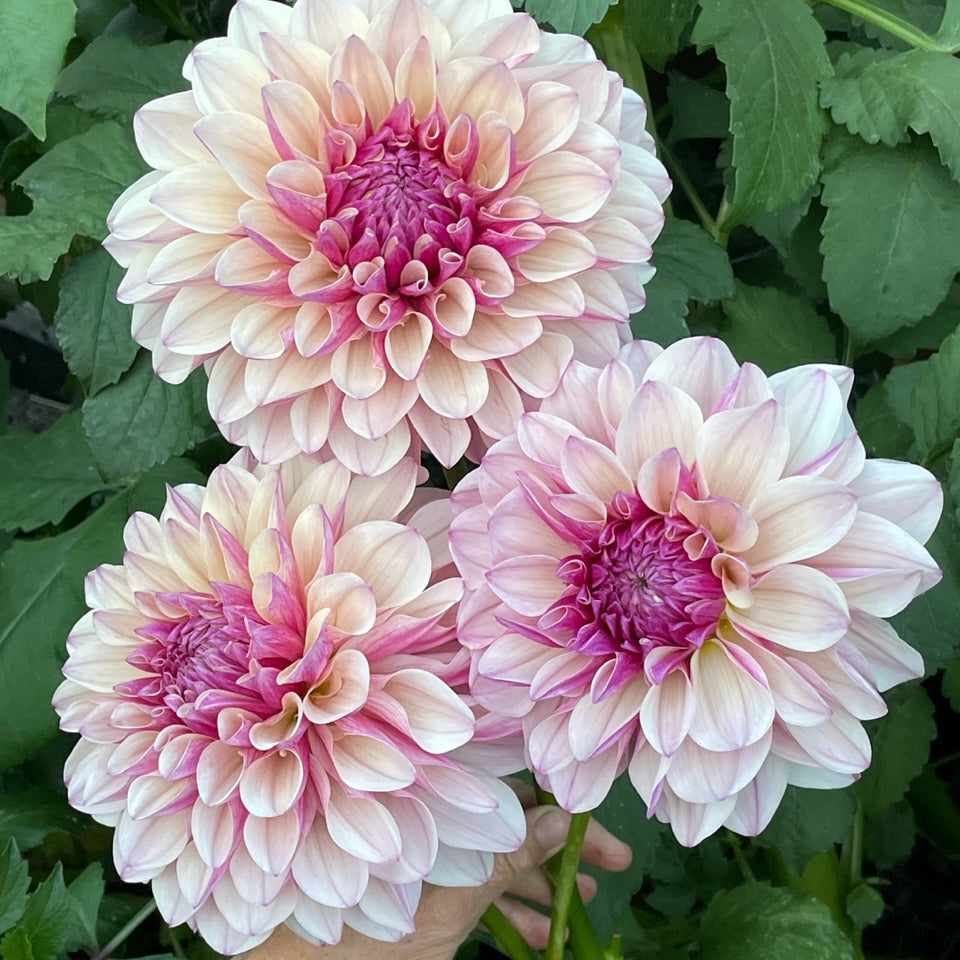 Dahlia 'KA’s® Penny Lane' - rooted cutting
