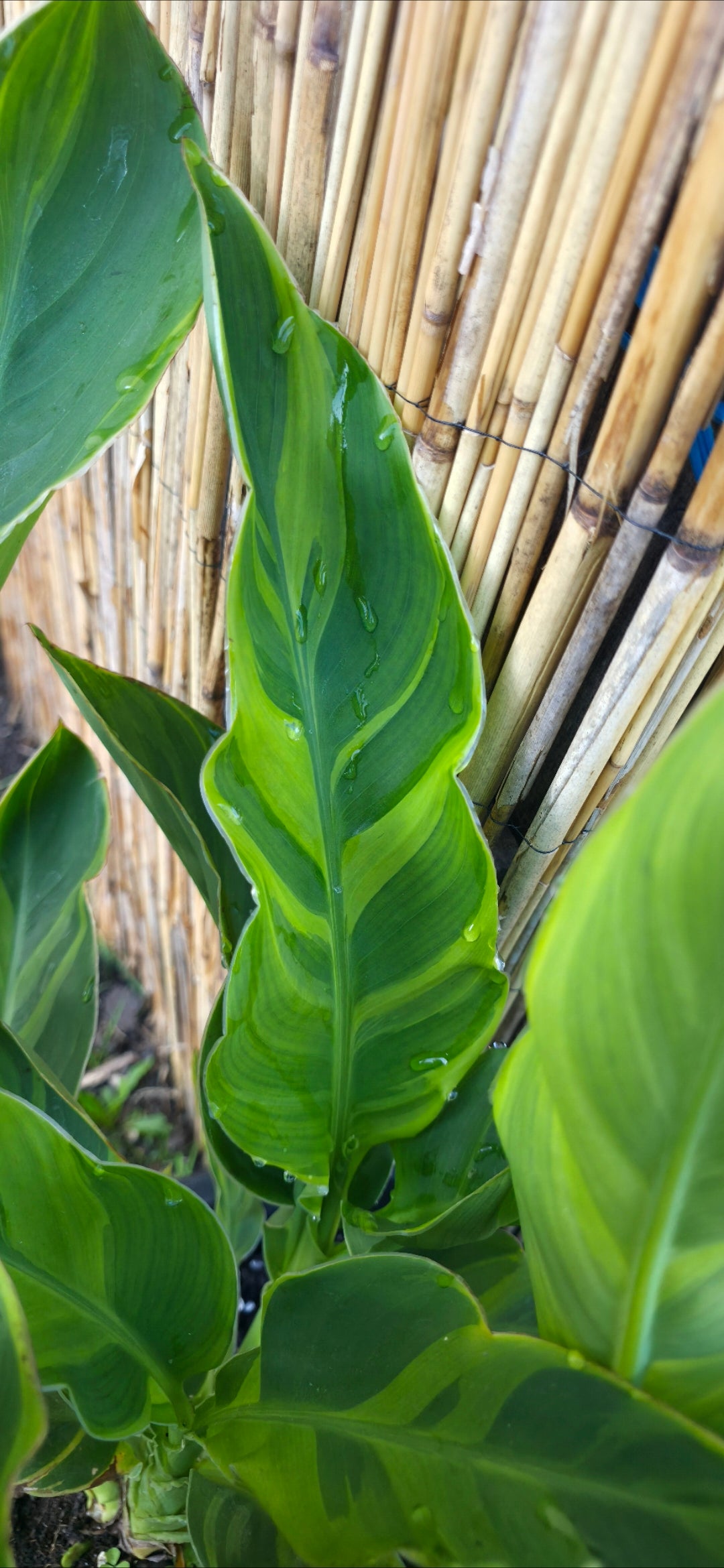 Canna 'Leigh Sunset'