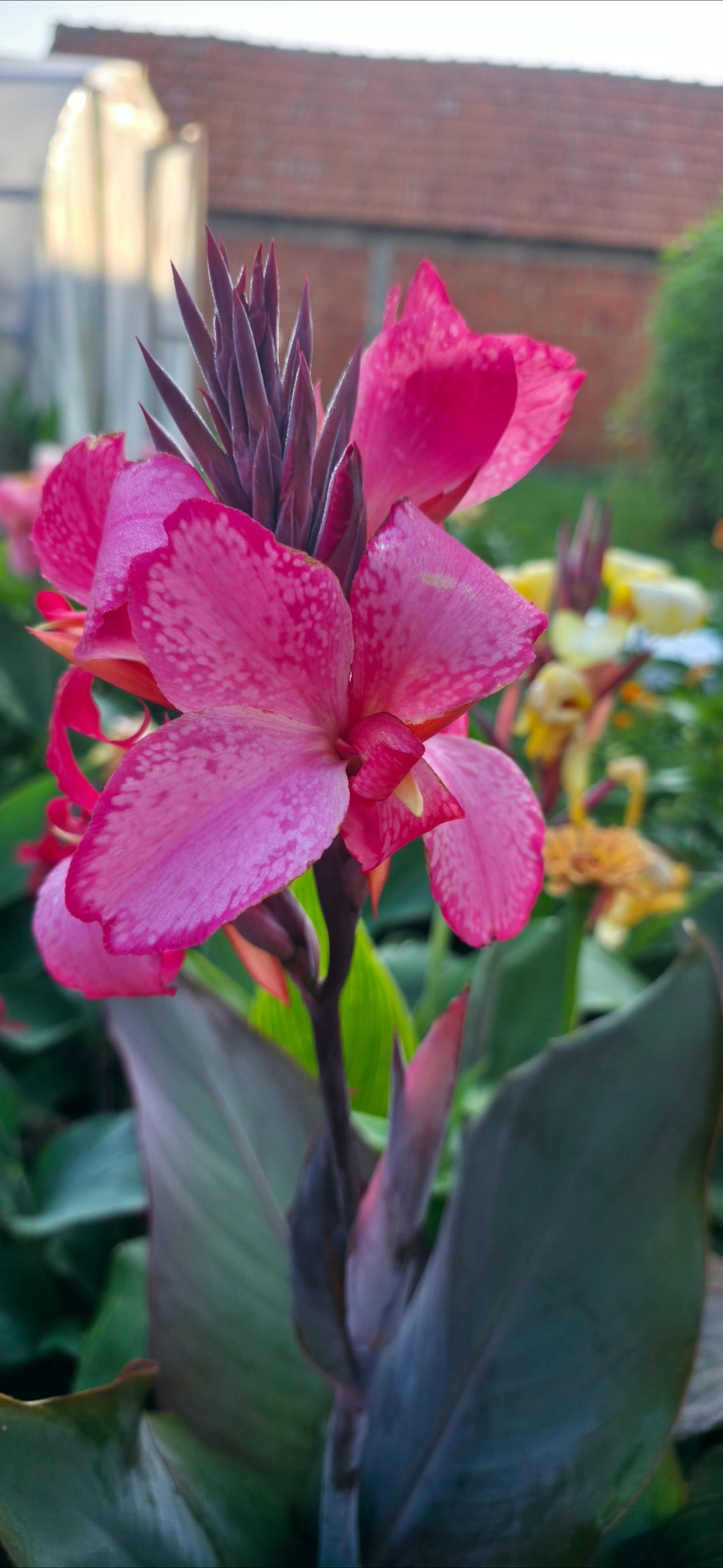 Canna 'Con Amore'